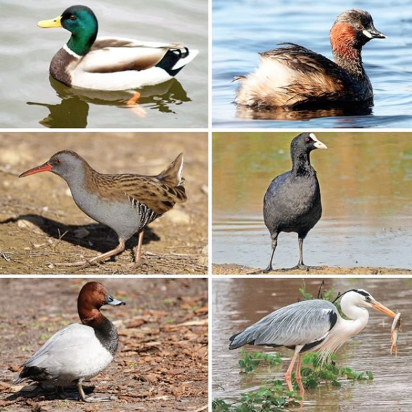 Especies de aves na Lagoa de Xalfas